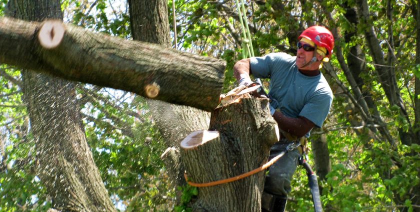 tree trimming services near me