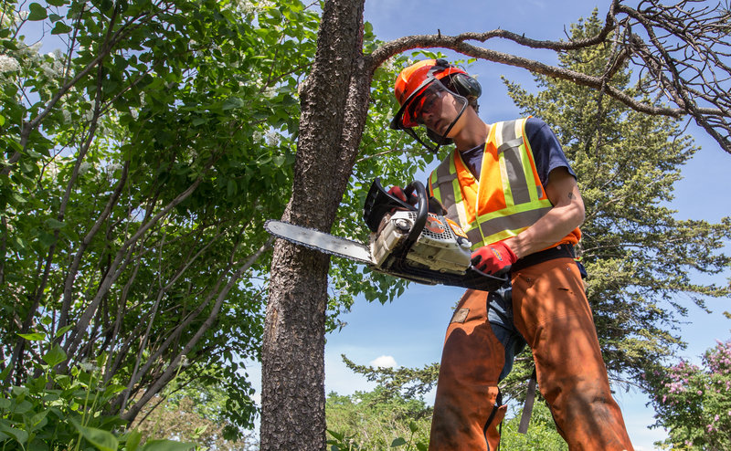 arborists