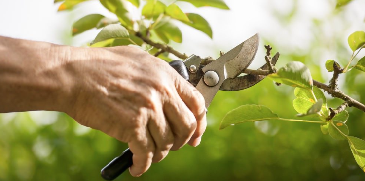 tree doctor