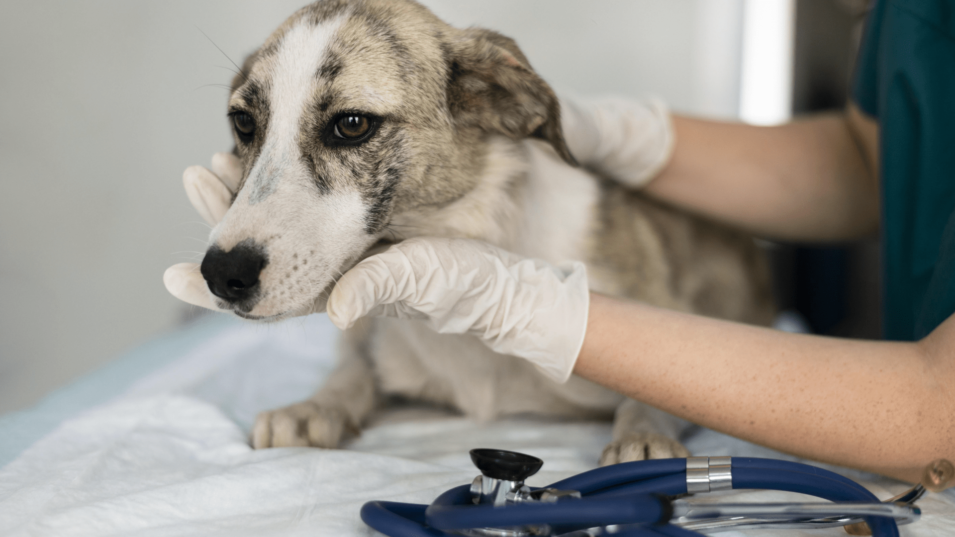 emergency dog hospital near me