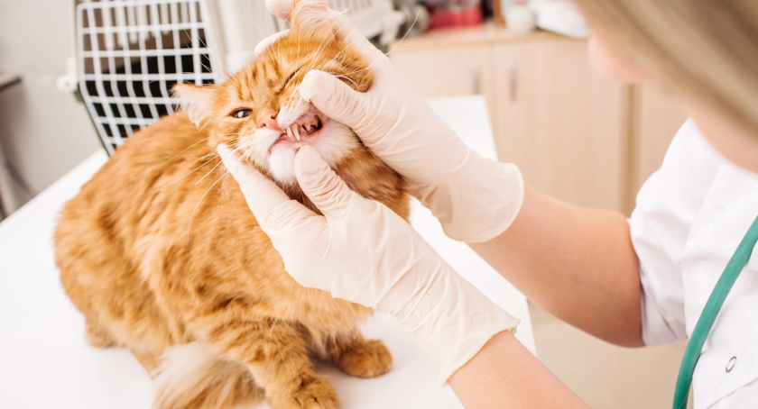 pet vaccinations near me